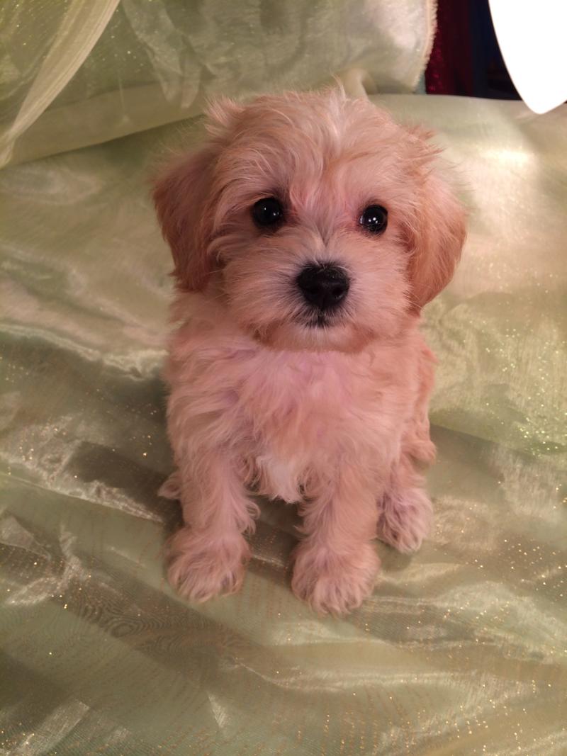 Attention Iowa, Minnesota, Illinois, and Wisconsin, Male Apricot Miniature Schnoodle Puppy for Sale $750