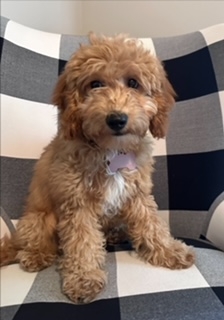 Light Red F1b Female Miniature Goldendoodle Puppy For Sale In St. Michael Minnesota, DOB 02-13-2023$1200