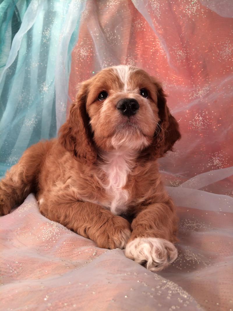 Red Male Cockapoo Puppy With White Blaze And White Feet For Sale $875