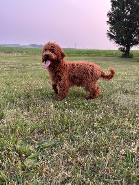 Dark Red Female F1b Mini Goldendoodle for Sale DOB 2-13-2023 $800