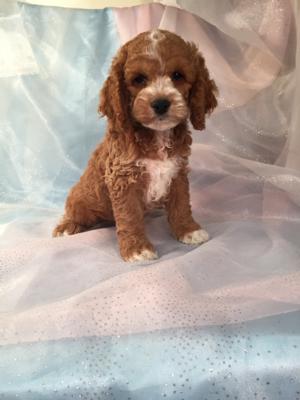 Cockapoo male.    The Cockapoo For Sale was Born 9-6-15.