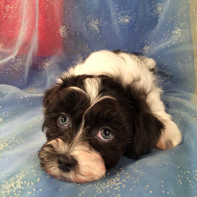 Black and White Male Shih tzu Bichon Puppy for Sale DOB 3-15-16 $875.