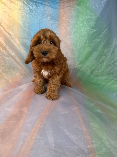 F1 Cockapoo Puppy for Sale, Male DOB 4-10-2023 $1200