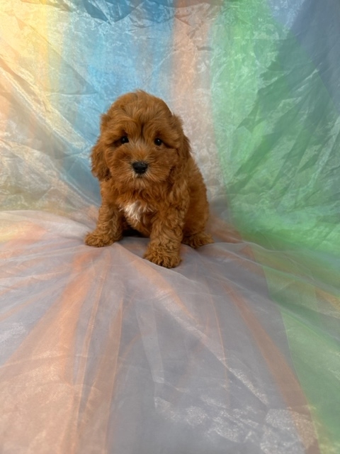 Dark Red Female F1b Schnoodle Puppy for Sale $1200