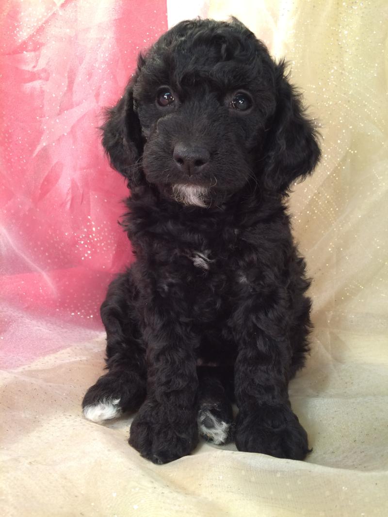 Black Miniature Goldendoodle Puppy For Sale Near Forest City In Northern Iowa.