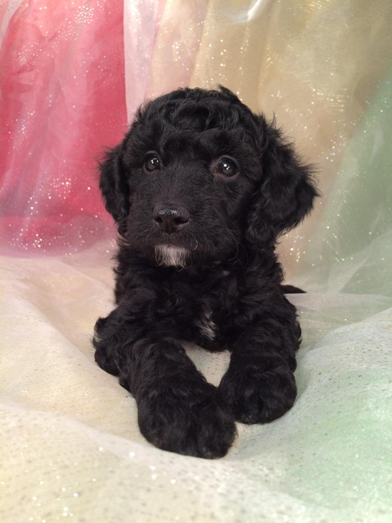 black mini goldendoodle puppies