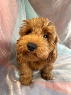Male Mini Bernedoodle Puppy for Sale DOB 7-7-2023 $1000
