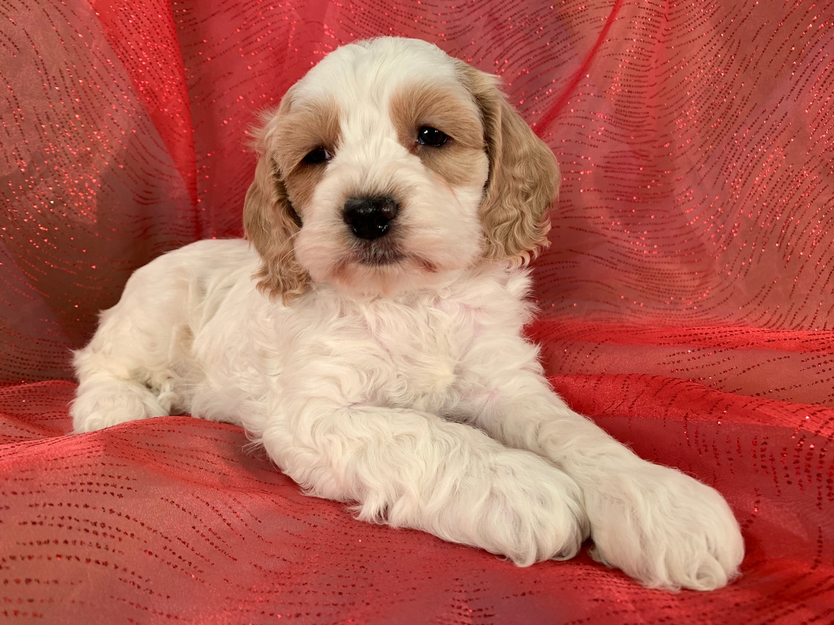 Cockapoo Breeders, Male Cockapoo, Apricot and White, DOB 11-30-2019