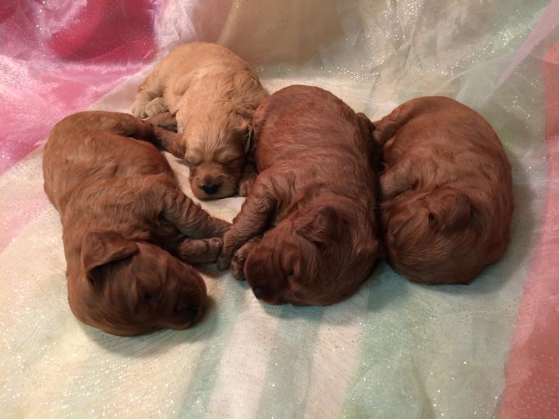 Four Male F1 Miniature Goldendoodles for Sale.  Three Dark Red Pups.  One Yellow to Buff Pup. 