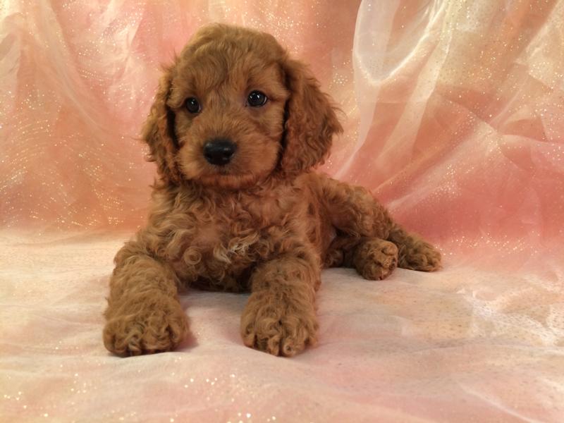 Red Cockapoo Puppy for Sale in North Iowa