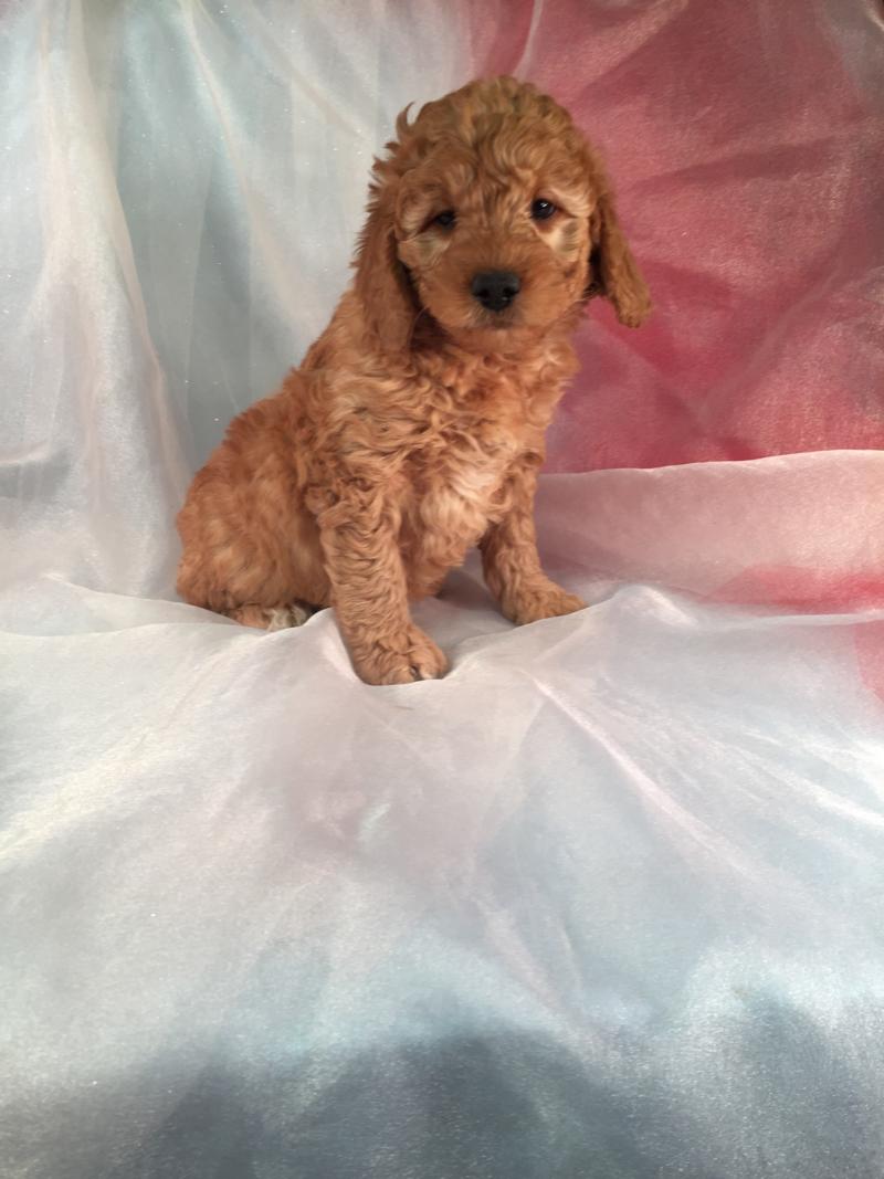 Ready Soon- Red Miniature F1b Goldendoodle Puppy for Sale!  Born 9-1-2016 