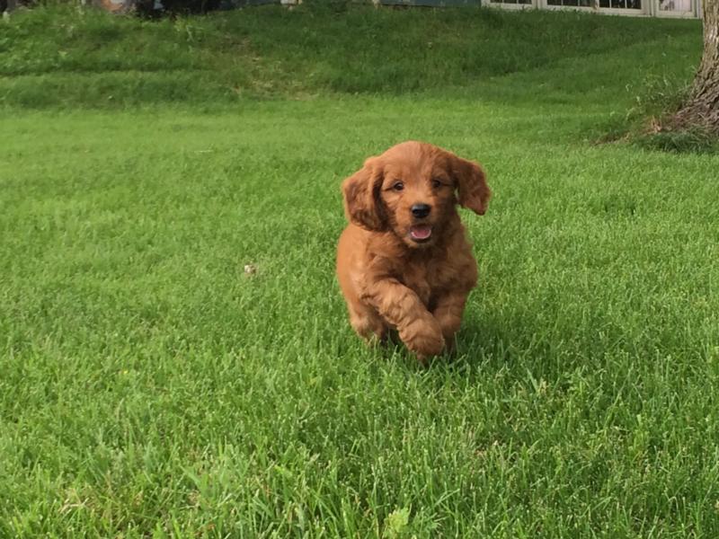 Have you been looking for dark red Miniature Goldendoodles for sale in Illinois, Wisconsin, Minnesota, or Michigan?  Try Iowa's top dog breeder!  Puppies available NOW!