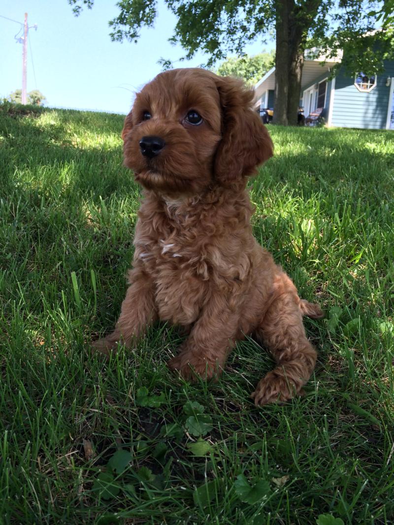 Red Cockapoo Male DOB 4-22-16 $875 Professional Breeder, Puppy for Sale.  Great Cockapoo Breeders for Buyers Located in Illinois, Wisconsin, Minnesota, Iowa, and Even Michigan!