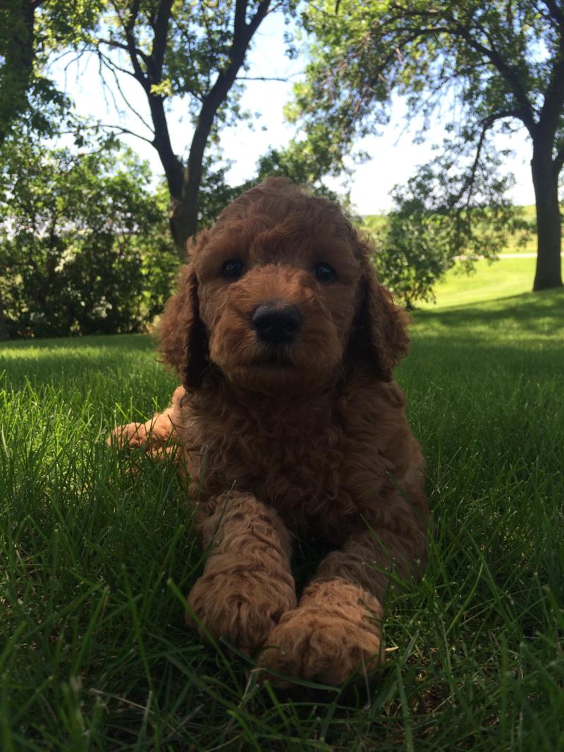 Dark Red Male Labradoodle Pup for Sale In North Iowa $750