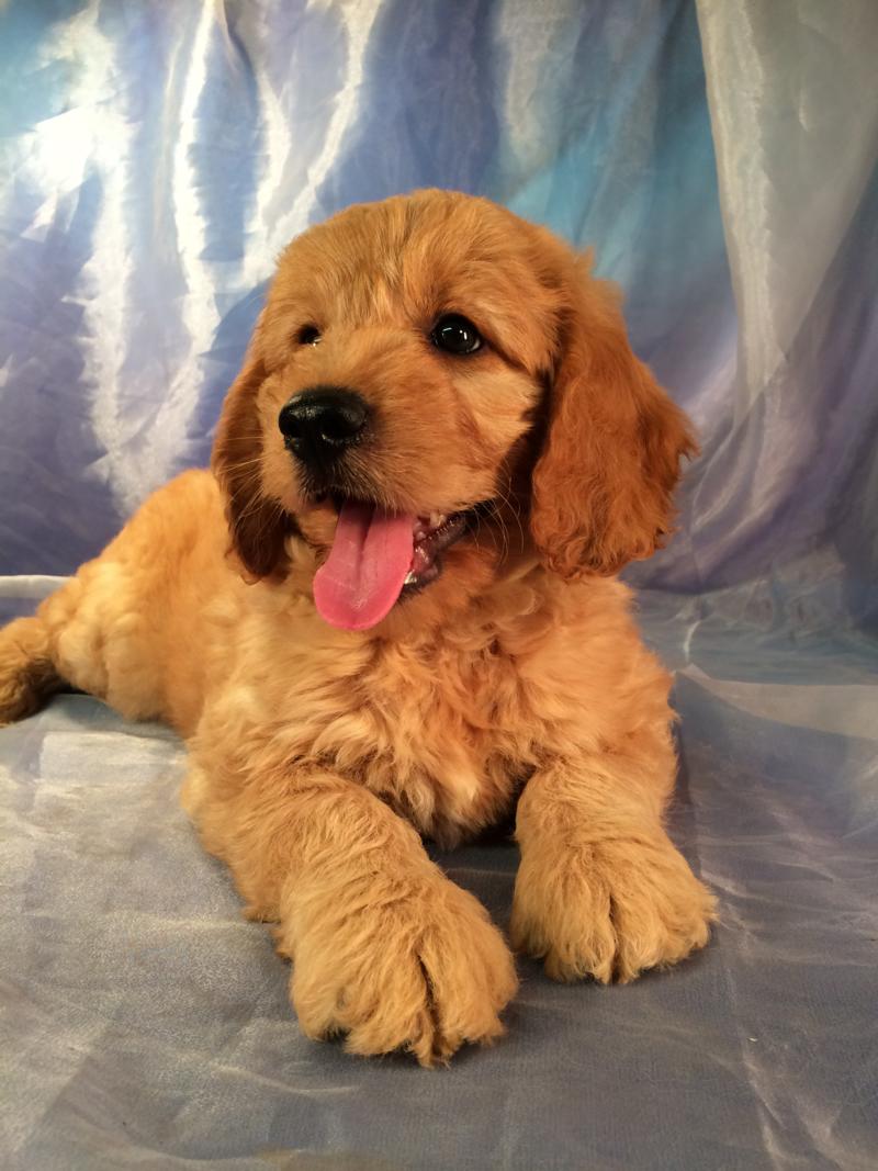 Male Mini Goldendoodle- DOB 5-7-16 