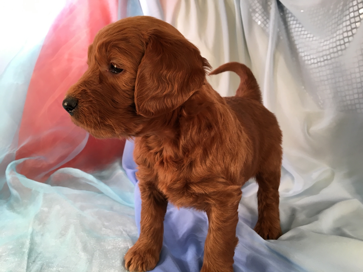 Dark Red Standard Goldendoodle Puppy Available in Iowa for $975