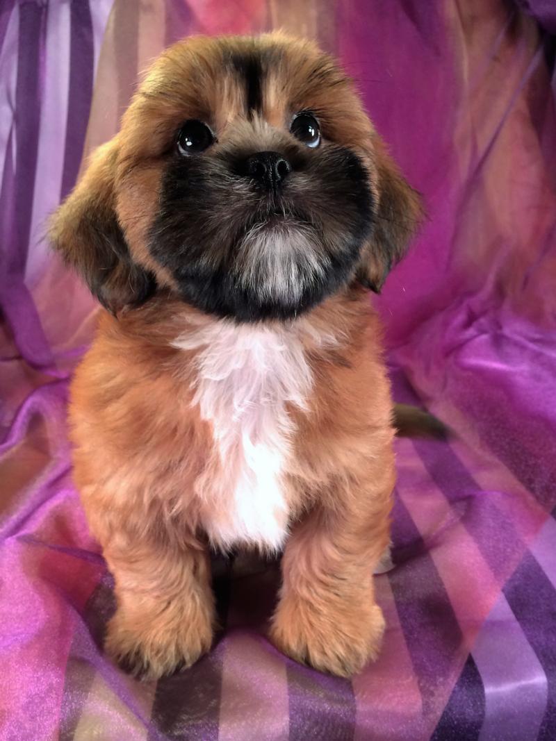 Male Lhasa Bichon Baby for sale!  
