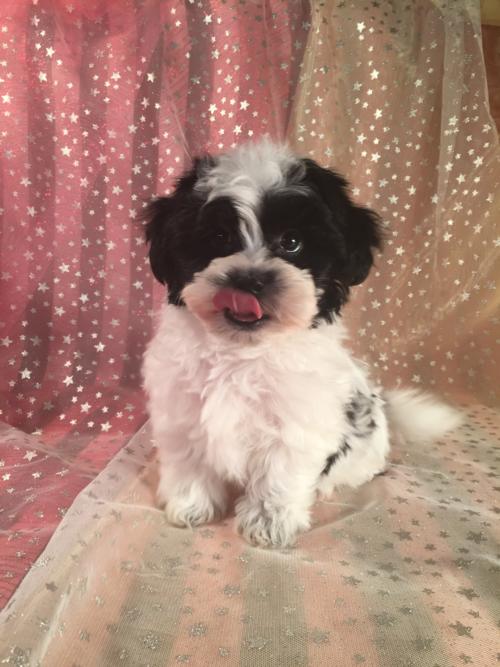 Black and White Shih Tzu Bichon Puppy for Sale By Teddy Bear Breeders in Iowa!