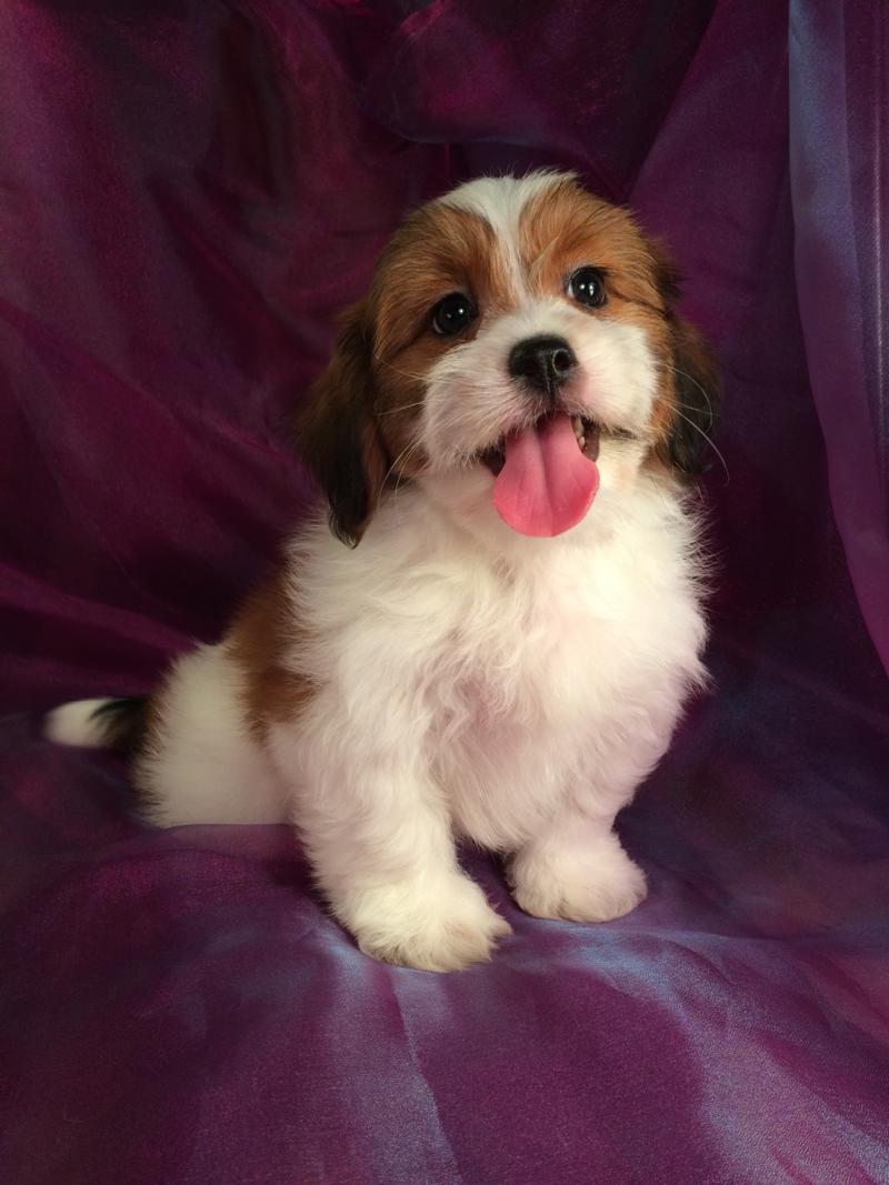 Lachon Puppy for Sale. Born May 24th, 2016. Ready Now! Easy Driving From Illinois, Wisconsin, Minnesota, and Even Michigan.  Iowa's Top Dog Breeder!  