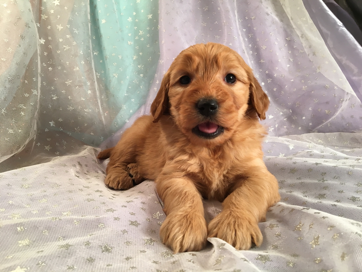 Goldendoodle Puppies for Sale