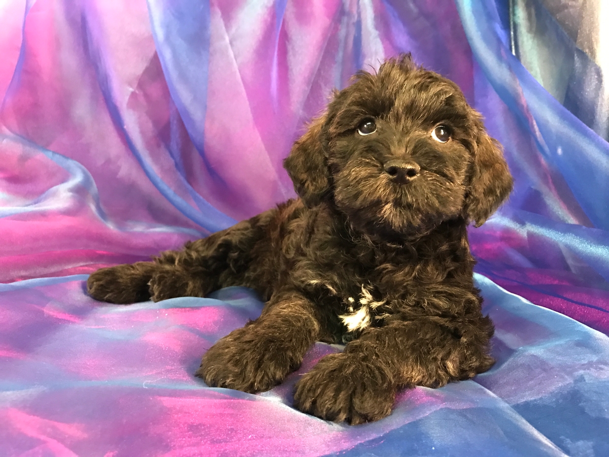 Miniature schnoodle puppy for sale- Female