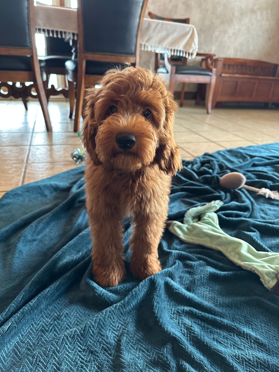 F1b Male Mini Goldendoodle Puppy for Sale DOB 5-1-2025 $1200