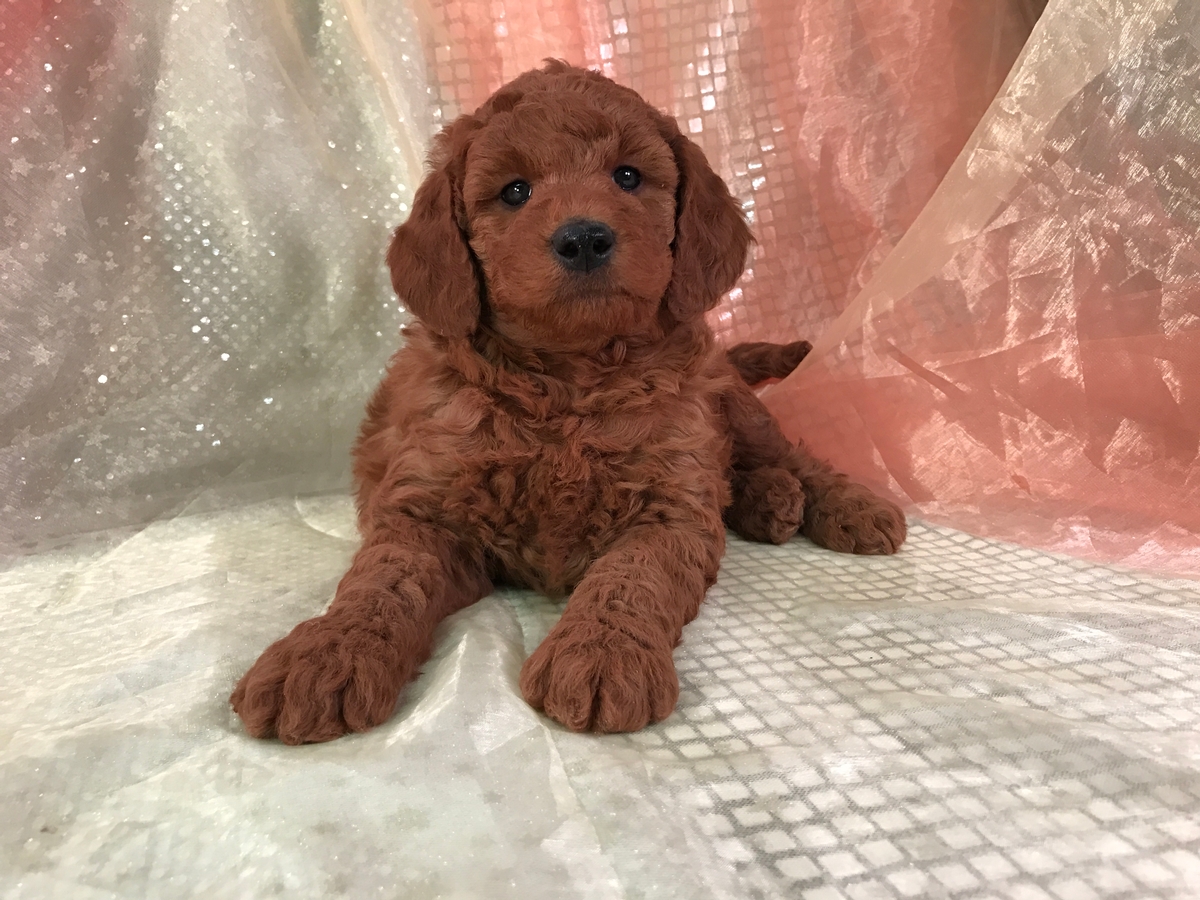 Silky Soft Dark Red Miniature Goldendoodle Puppy For Sale!