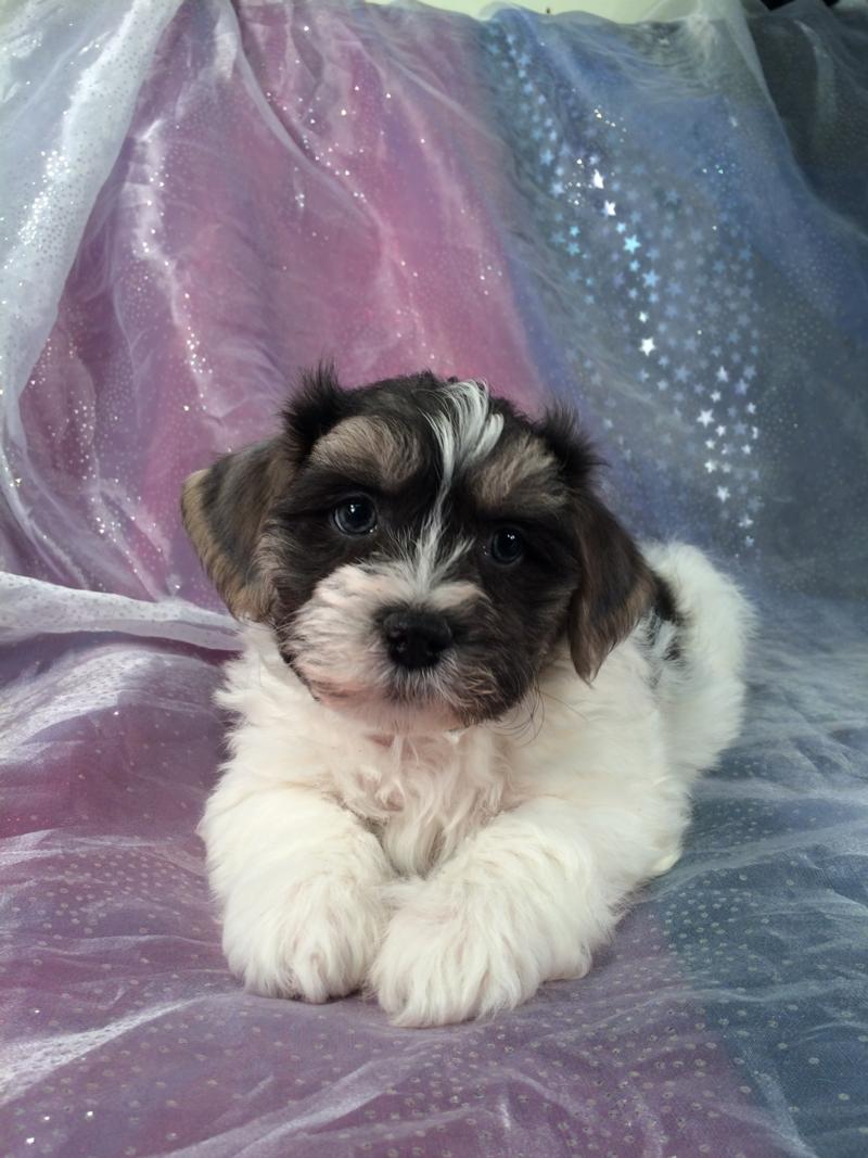 Extremely Rare Multi Length Hair Shih Tzu Bichon Puppy For Sale