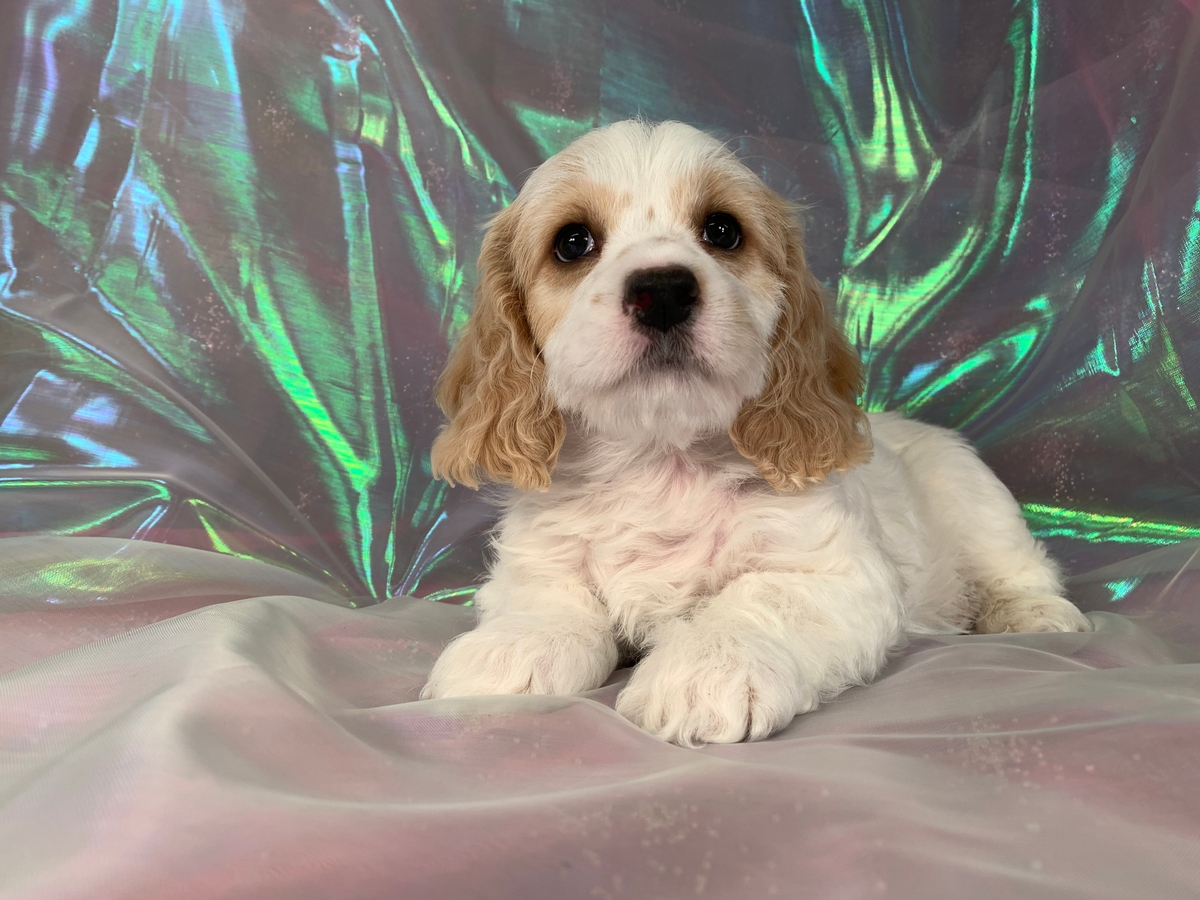 Male Cockapoo Puppy For Sale