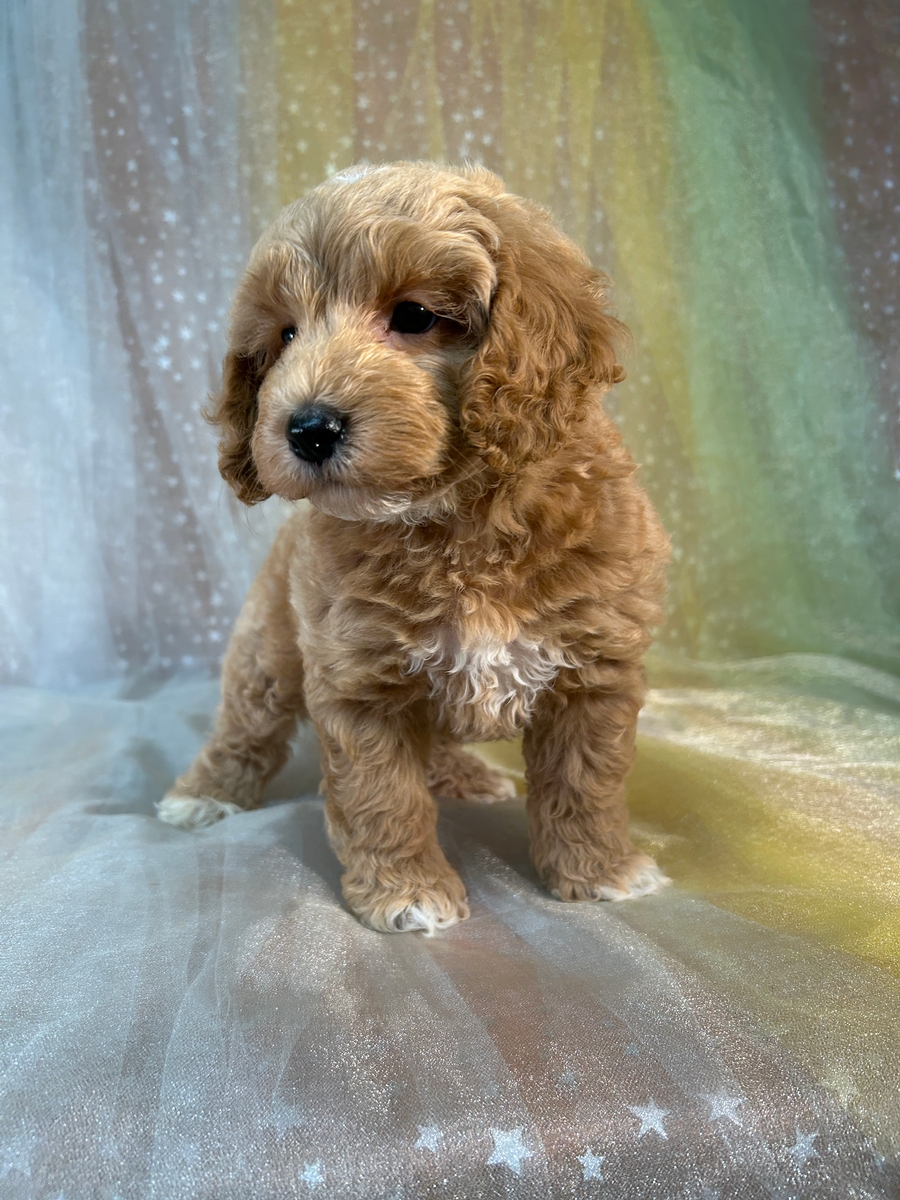 Minnesota, Illinois and Iowa's Best Breeder, Cockapoos, Puppies Ready Now!