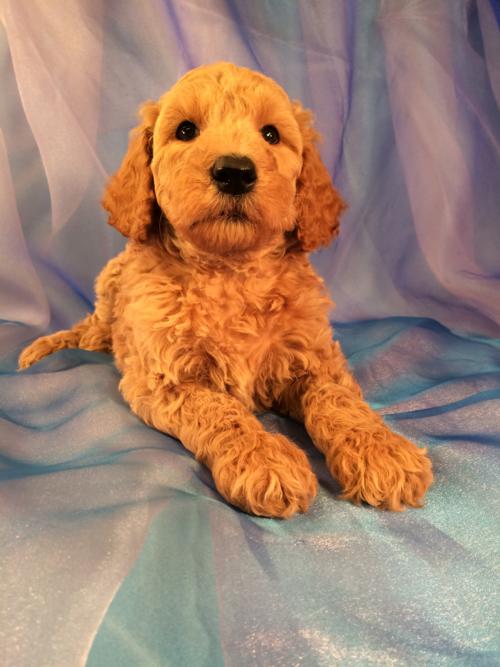 klein poodle puppies for sale