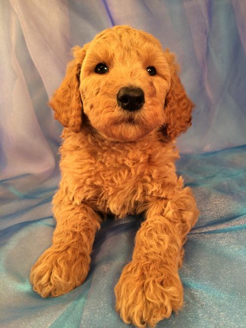 Apricot Standard Poodle For Sale Apricot Standard Deals Poodle