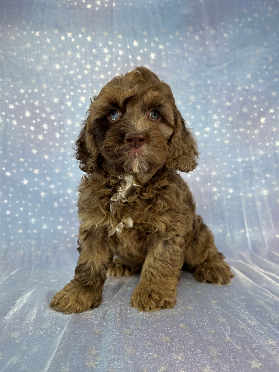 Minnesota and Iowa Cockapoo Puppies Ready Now!
