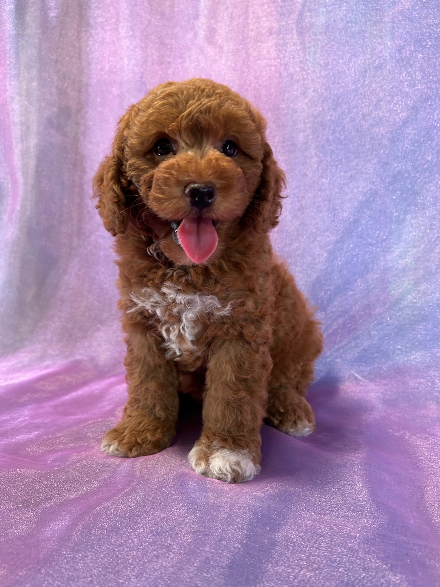 COCKER SPANIEL (07/16) MALE – My Pup Runneth Over, image size:900x1200