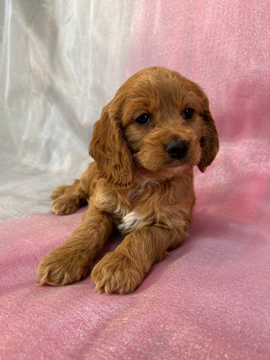 Top Cockapoo Breeder