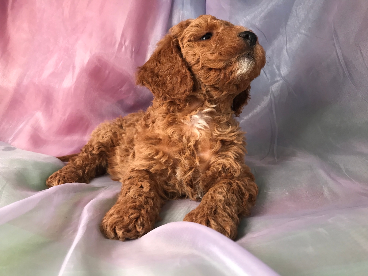 Apricot Mini Goldendoodle Breeder Located By Joice Iowa 50446