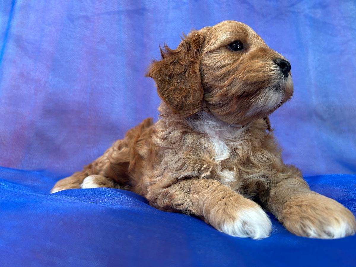 Cockapoos Ready Now! Iowa and Minnesota Breeders!