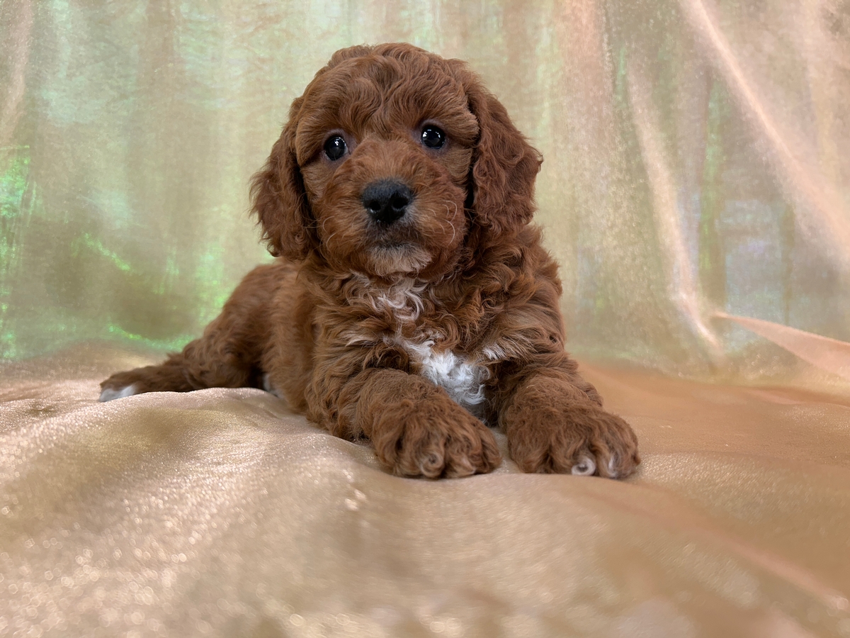Cockapoos for Sale, Iowa and Minnesota, Red Puppies