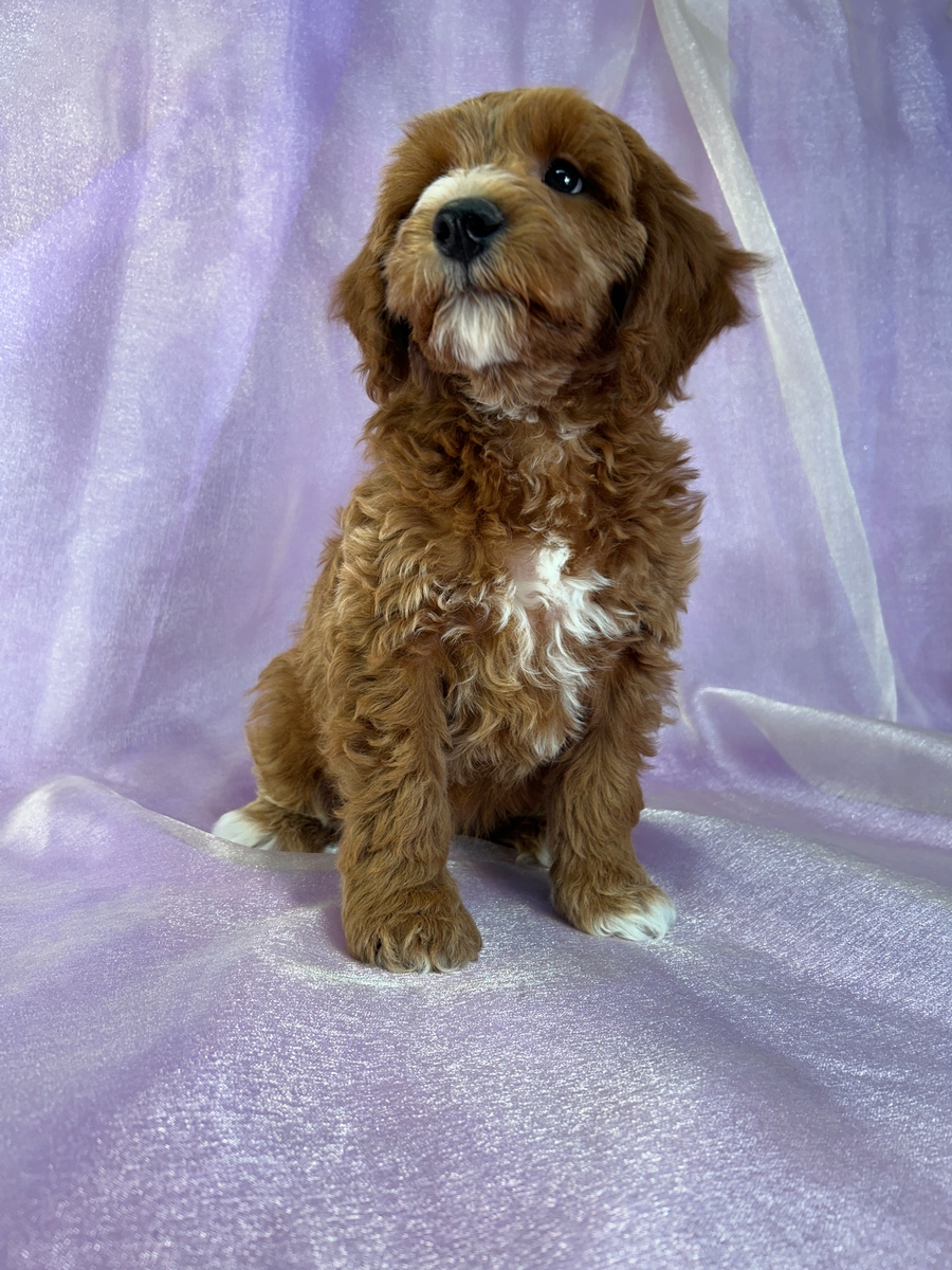Dark Red Cockapoo Puppy for Sale