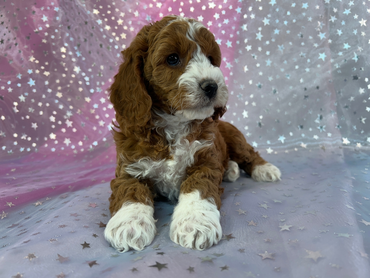 Dark Red Cockapoos with Perfect White Markings