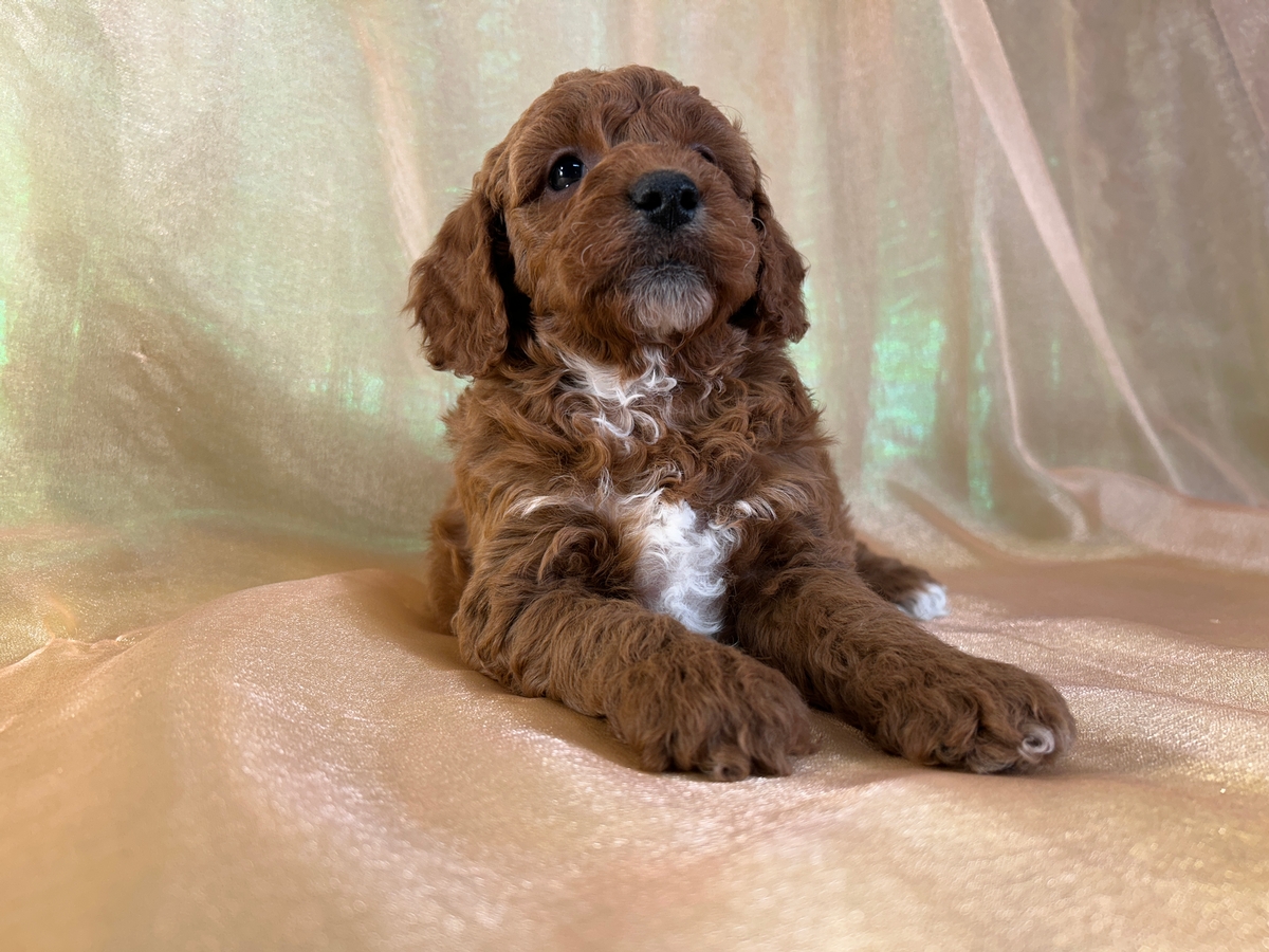 Cockapoos for Sale, Iowa and Minnesota, Red Puppies