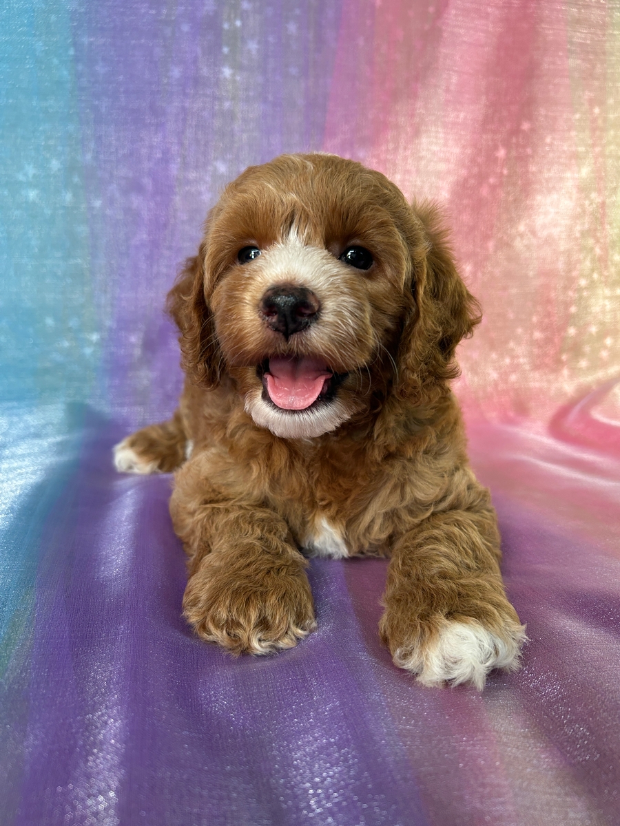 Minnesota, Illinois and Iowa's Top Cockapoo Breeder, Puppies Ready!