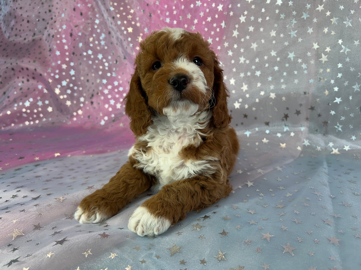 Dark Red Cockapoos with White Markings Ready Now!