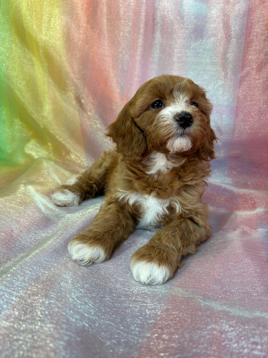 Iowa Cockapoo Puppies