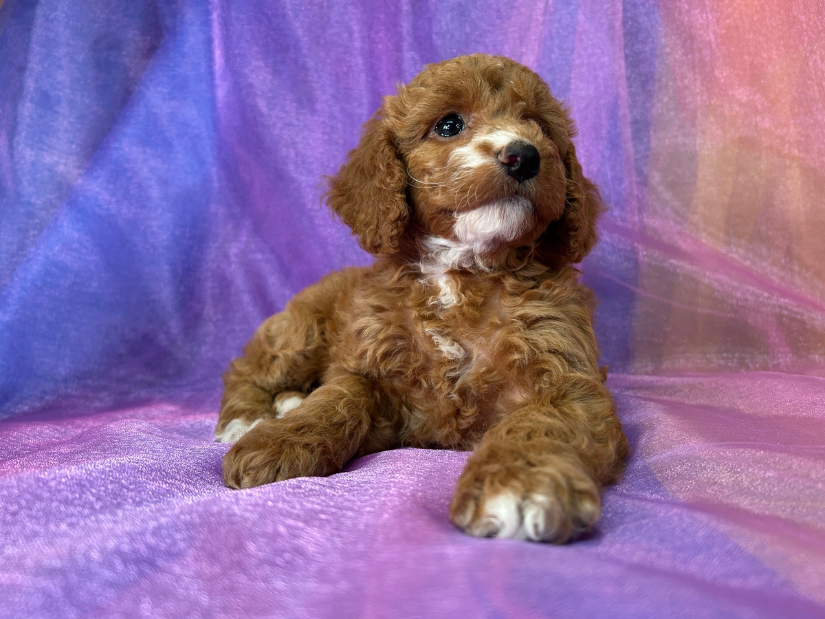 Cockapoo Puppies for Sale | Cockapoo Breeder in Iowa