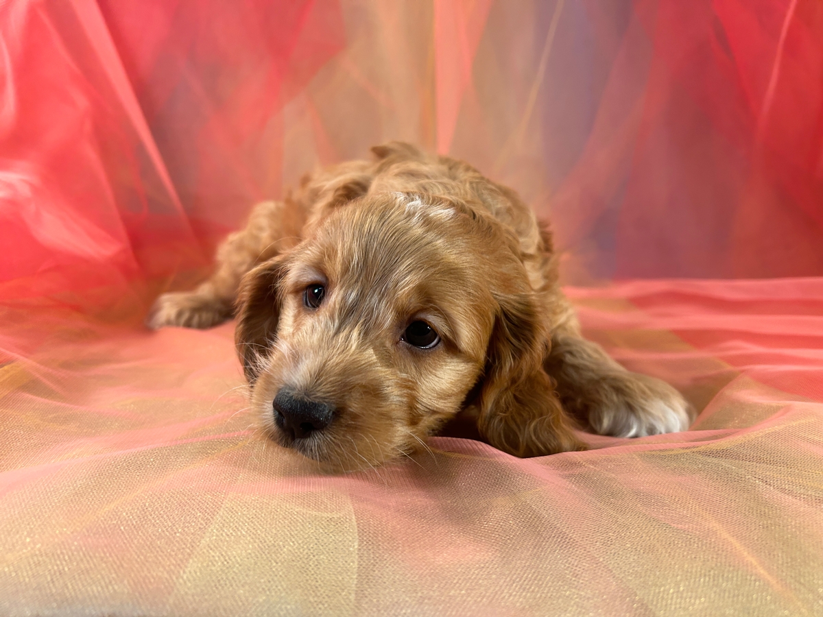 Professional Cockapoo Breeder, Puppies Ready Now! Iowa and Minnesota!