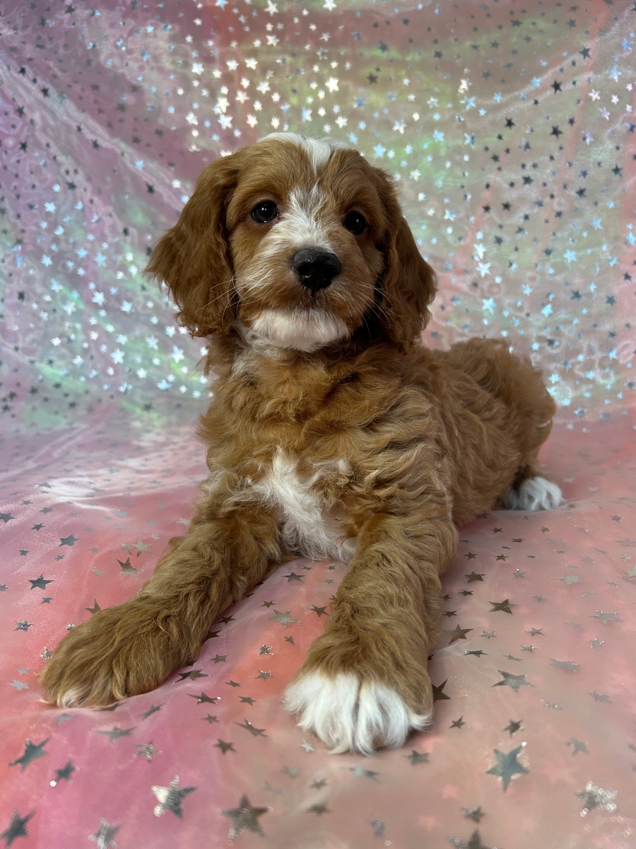 Cockapoo Breeders, Shipping Available $300