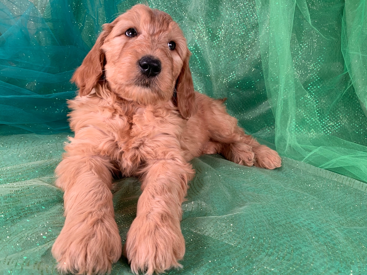 Goldendoodle Puppies For Sale In Iowa, $975 Males.