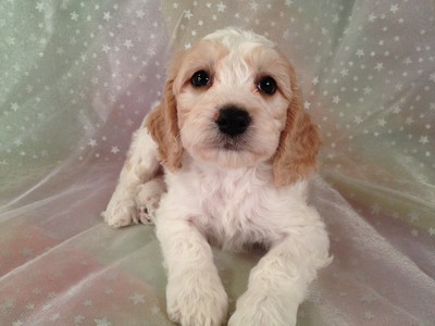 tan cockapoo puppy