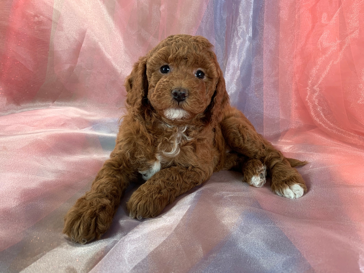 Female Dark Red and White Bichon-poo Puppy for Sale in Iowa $1200 DOB 2021-10-19